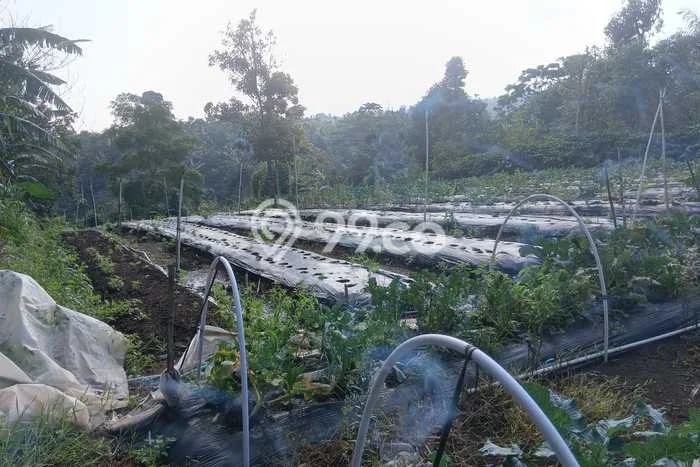 Tanah Kavling Dijual di Buleleng dengan Spesifikasi 5000m2 Tanah Kavling Dijual di Buleleng dengan Spesifikasi 5000m2