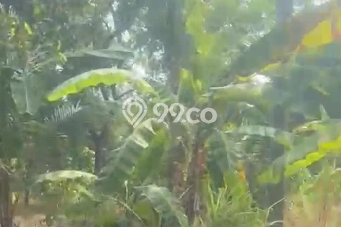 Dijual Tanah 9000m2 di Sambirenteng, Buleleng Dijual Tanah 9000m2 di Sambirenteng, Buleleng