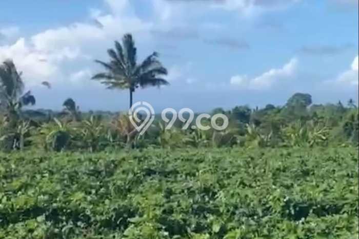 Kavling Tanah di Penebel Dijual Luas 2500m2 Legalitas SHM Kavling Tanah di Penebel Dijual Luas 2500m2 Legalitas SHM