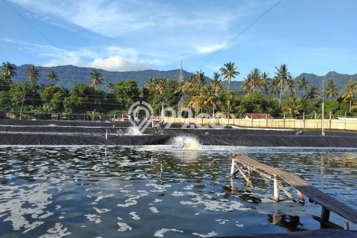 Tanah untuk Dijual di Gerokgak Buleleng Luas 22000m2 Tanah untuk Dijual di Gerokgak Buleleng Luas 22000m2
