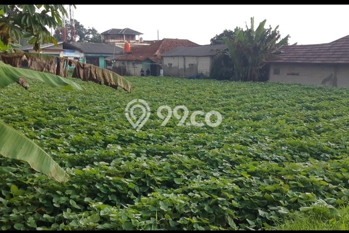 Tanah untuk Disewakan di Dramaga Bogor SHM Tanah untuk Disewakan di Dramaga Bogor SHM