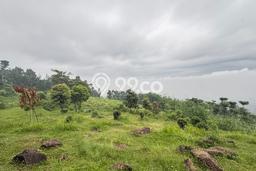 Lahan Investasi Lokasi Pamijahan Bogor SHM Lahan Investasi Lokasi Pamijahan Bogor SHM