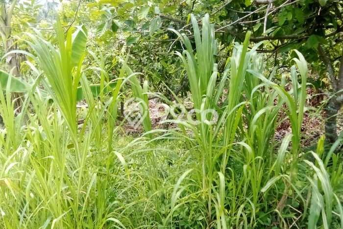 Tanah Kavling Dijual di Tegalcangkring, Jembrana dengan Luas Tanah 2000m2 Tanah Kavling Dijual di Tegalcangkring, Jembrana dengan Luas Tanah 2000m2