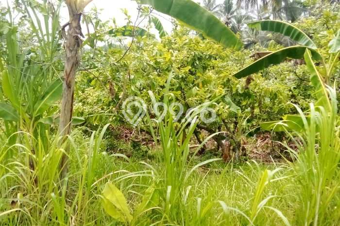 Tanah Kavling Dijual di Tegalcangkring, Jembrana dengan Luas Tanah 2000m2 Tanah Kavling Dijual di Tegalcangkring, Jembrana dengan Luas Tanah 2000m2