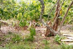 Tanah Kavling Dijual di Tegalcangkring, Jembrana dengan Luas Tanah 2000m2 Tanah Kavling Dijual di Tegalcangkring, Jembrana dengan Luas Tanah 2000m2