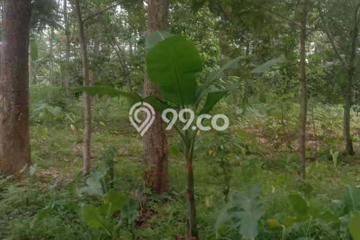 Tanah Dijual Lokasi Ngaliyan Semarang SHM Tanah Dijual Lokasi Ngaliyan Semarang SHM
