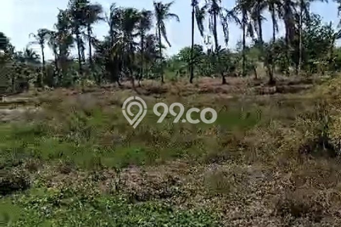 Jarang Ada! Tanah di Cigeulis Punya Luas 9870m2 SHM Jarang Ada! Tanah di Cigeulis Punya Luas 9870m2 SHM