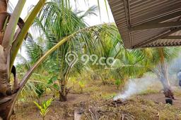 Tanah Dijual Lokasi Jambi Luar Kota, Muaro Jambi Luas 162000m2 Legalitas Aman Tanah Dijual Lokasi Jambi Luar Kota, Muaro Jambi Luas 162000m2 Legalitas Aman