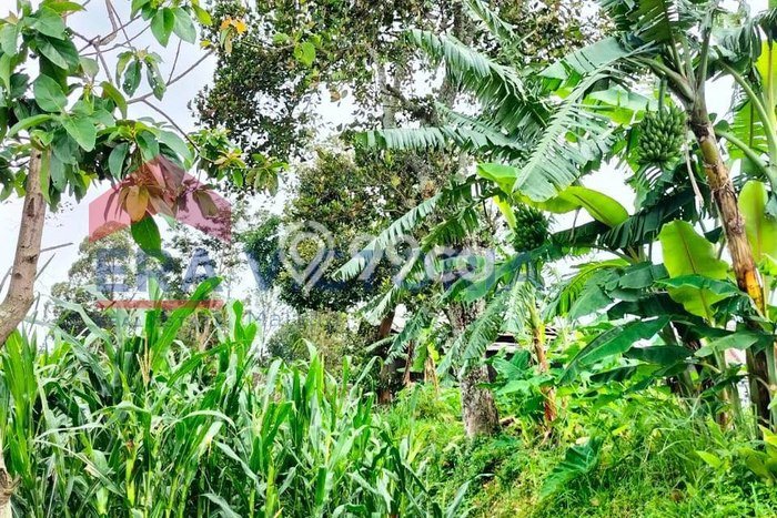 Tanah Siap Bangun Dijual di Malang Punya Luas 339m2 Tanah Siap Bangun Dijual di Malang Punya Luas 339m2