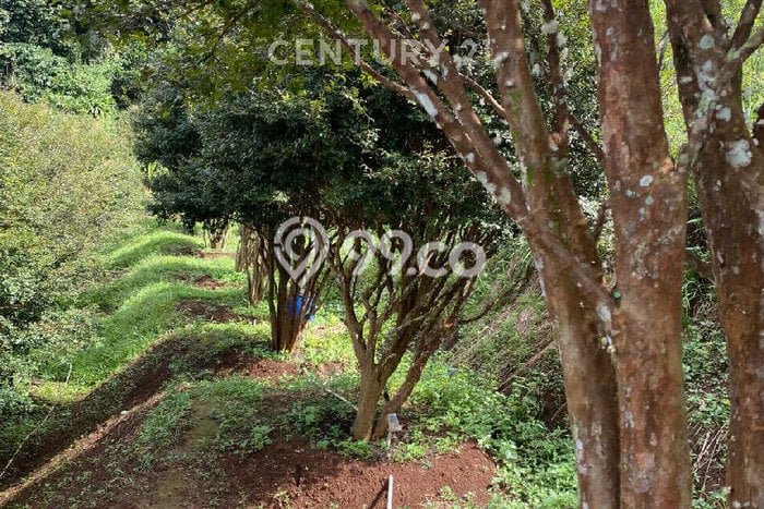 Tanah di Bojong Genteng, Sukabumi Luas 24000m2 Dijual Segera Tanah di Bojong Genteng, Sukabumi Luas 24000m2 Dijual Segera