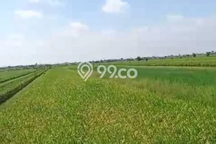 Kavling Tanah Dijual di Demak, Demak, Luas 1e+06m2 Area Strategis Kavling Tanah Dijual di Demak, Demak, Luas 1e+06m2 Area Strategis