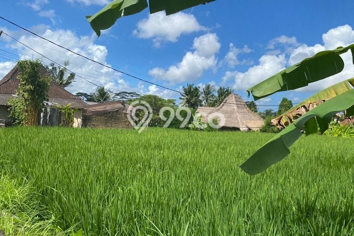 Tanah Investasi Disewakan di Ubud, Gianyar, Luas 1200m2 Tanah Investasi Disewakan di Ubud, Gianyar, Luas 1200m2