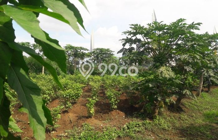 Jarang Ada! Tanah Kavling Disewakan di Bandung 1000m2 Jarang Ada! Tanah Kavling Disewakan di Bandung 1000m2