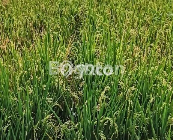 Jarang Ada! Tanah di Tasikmadu Punya Luas 3406m2 SHM Jarang Ada! Tanah di Tasikmadu Punya Luas 3406m2 SHM
