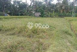 Tanah Siap Bangun Dijual di Gianyar Punya Luas 3000m2 Tanah Siap Bangun Dijual di Gianyar Punya Luas 3000m2