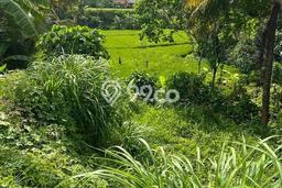 Untuk Dijual Tanah di Gianyar, Luas 2600m2 SHM Untuk Dijual Tanah di Gianyar, Luas 2600m2 SHM