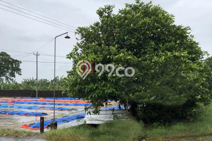 Gudang Dijual Lokasi Emas di Dempet Luas 700m2 Gudang Dijual Lokasi Emas di Dempet Luas 700m2