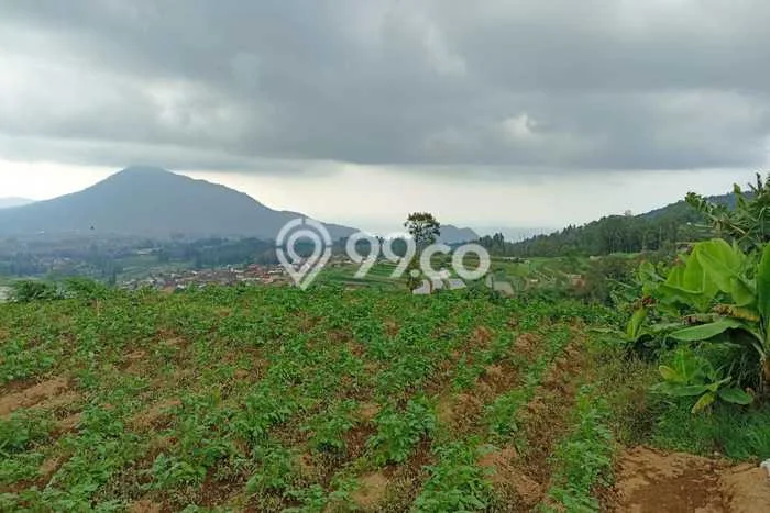 Tanah di Ngablak, Magelang Luas 491m2 Dijual Segera Tanah di Ngablak, Magelang Luas 491m2 Dijual Segera