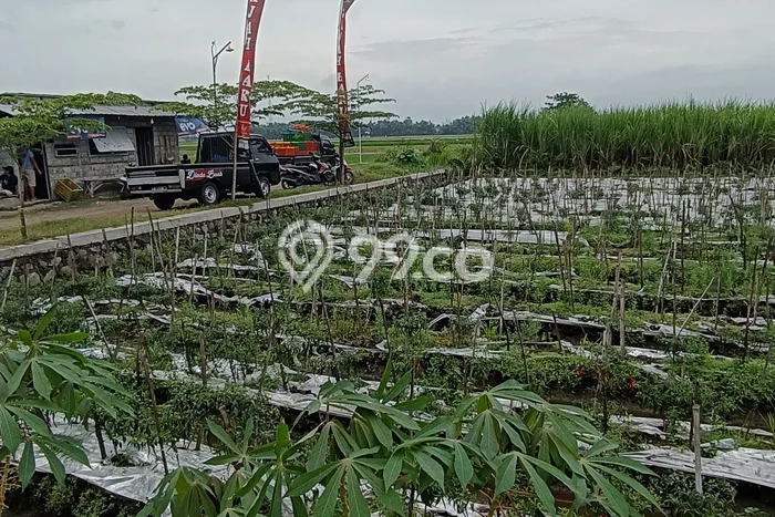 Tanah Dijual Lokasi Perak, Jombang Luas 1249m2 Legalitas Aman Tanah Dijual Lokasi Perak, Jombang Luas 1249m2 Legalitas Aman
