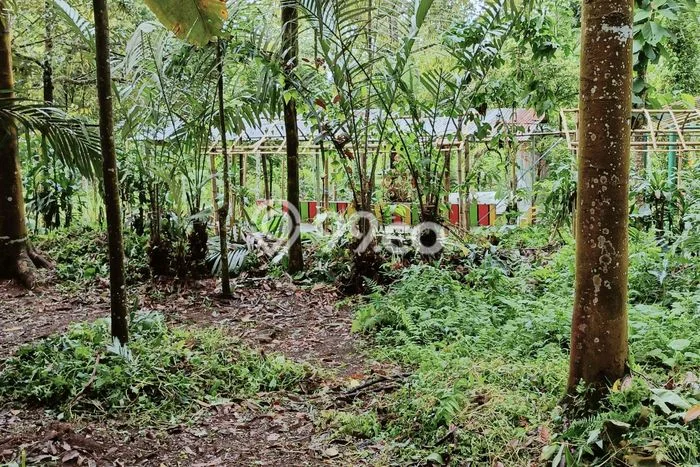Tanah Dijual Lokasi Wonosalam, Jombang Luas 2995m2 Legalitas Aman Tanah Dijual Lokasi Wonosalam, Jombang Luas 2995m2 Legalitas Aman