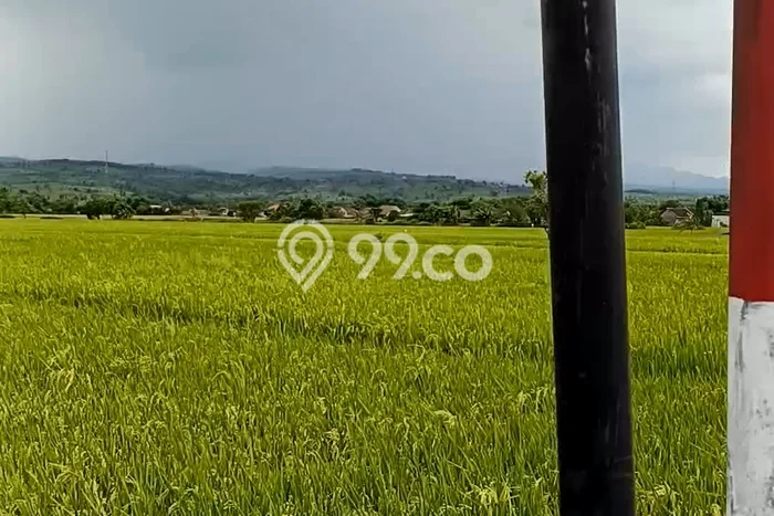 Tanah di Mojowarno, Jombang Luas 14446m2 Dijual Segera Tanah di Mojowarno, Jombang Luas 14446m2 Dijual Segera
