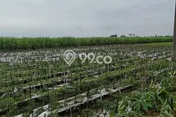 Tanah Dijual Lokasi Perak, Jombang Luas 1249m2 Legalitas Aman Tanah Dijual Lokasi Perak, Jombang Luas 1249m2 Legalitas Aman