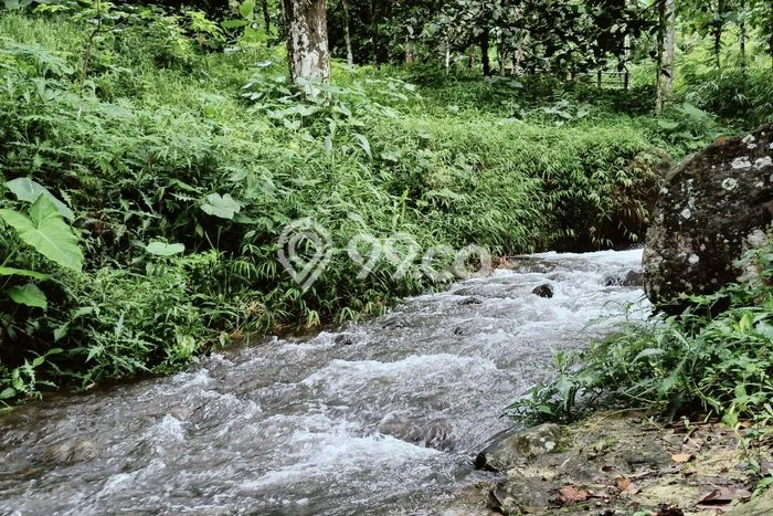Tanah Dijual Lokasi Wonosalam, Jombang Luas 2995m2 Legalitas Aman Tanah Dijual Lokasi Wonosalam, Jombang Luas 2995m2 Legalitas Aman