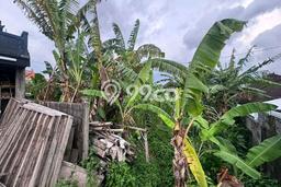 Kavling Tanah untuk Dijual di Tumbak Bayuh, Badung, Luas 600m2 Kavling Tanah untuk Dijual di Tumbak Bayuh, Badung, Luas 600m2