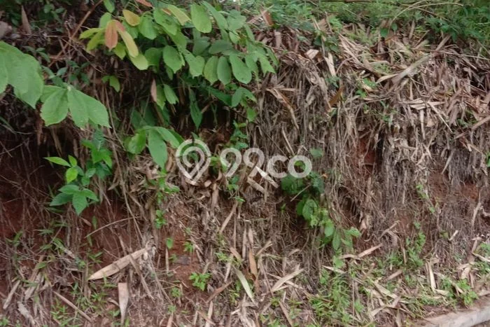 Lahan Dijual Lokasi Rangkasbitung, Lebak dengan Luas Tanah 33000m2 dan Status SHM Lahan Dijual Lokasi Rangkasbitung, Lebak dengan Luas Tanah 33000m2 dan Status SHM