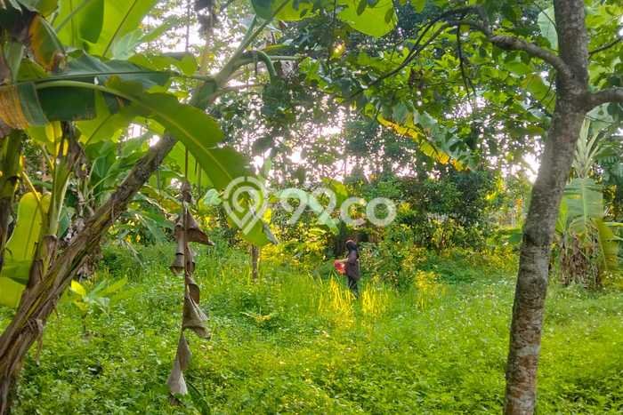 Kavling Tanah Dijual di Mijen Semarang Spesifikasi 134m2 Kavling Tanah Dijual di Mijen Semarang Spesifikasi 134m2