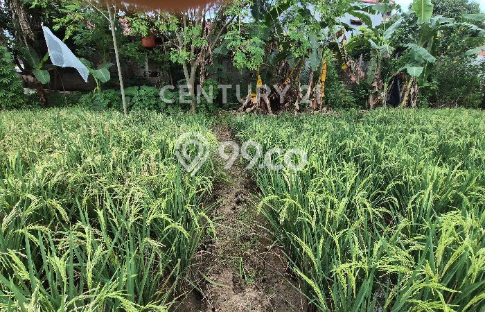 Tanah untuk Dijual di Kedawung Cirebon Luas 575m2 Tanah untuk Dijual di Kedawung Cirebon Luas 575m2