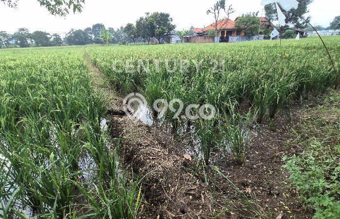 Tanah untuk Dijual di Kedawung Cirebon Luas 575m2 Tanah untuk Dijual di Kedawung Cirebon Luas 575m2