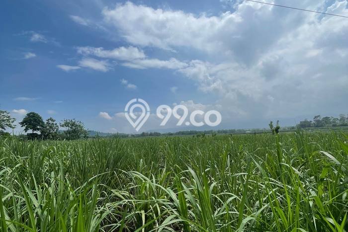 Lahan Kosong Dijual di Malang dengan Area 3187m2 Lahan Kosong Dijual di Malang dengan Area 3187m2