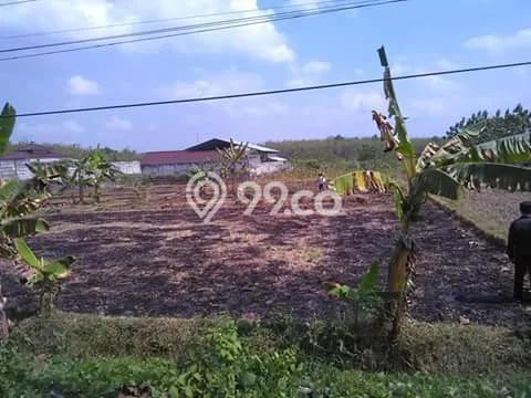 Dijual Tanah di Miri Sragen Luas 1545m2 SHM Dijual Tanah di Miri Sragen Luas 1545m2 SHM
