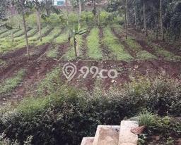 Tanah di Cianjur, Cianjur Luas 11841m2 Dijual Segera Tanah di Cianjur, Cianjur Luas 11841m2 Dijual Segera