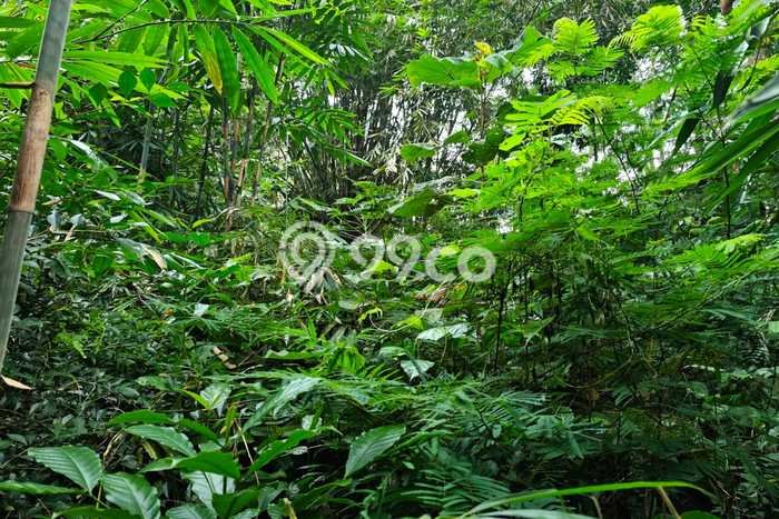 Tanah Kavling untuk Dijual di Tegalrejo Magelang 14500m2 Tanah Kavling untuk Dijual di Tegalrejo Magelang 14500m2