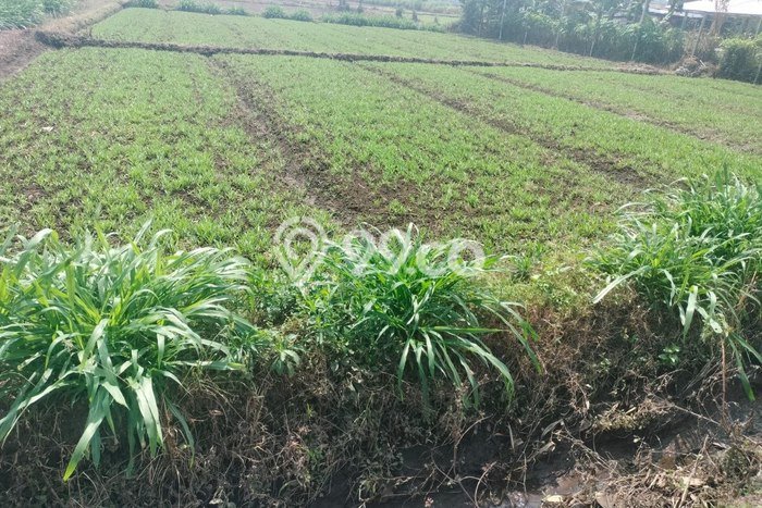 Lahan Kosong Dijual di Pakis, Malang, Luas 844m2 Area Strategis Lahan Kosong Dijual di Pakis, Malang, Luas 844m2 Area Strategis