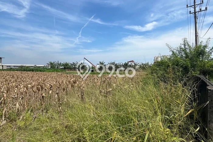 Jarang Ada! Tanah di Kaliwungu Punya Luas 10730m2 SHM Jarang Ada! Tanah di Kaliwungu Punya Luas 10730m2 SHM