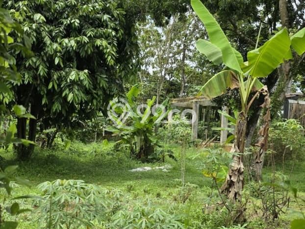 Dijual Tanah di Kemang Bogor Luas 56280m2 SHM Dijual Tanah di Kemang Bogor Luas 56280m2 SHM