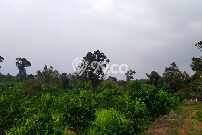 Lahan untuk Dijual Lokasi Mande, Cianjur Luas 15800m2 SHM Lahan untuk Dijual Lokasi Mande, Cianjur Luas 15800m2 SHM