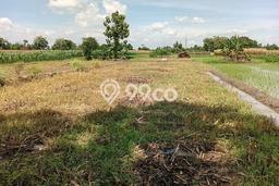 Tanah di Ngawen, Klaten Luas 1287m2 Dijual Segera Tanah di Ngawen, Klaten Luas 1287m2 Dijual Segera