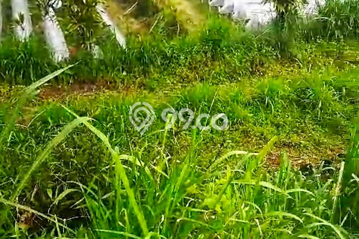 Dijual Tanah Lokasi Pancasari, Buleleng Seluas 500m2 Dijual Tanah Lokasi Pancasari, Buleleng Seluas 500m2