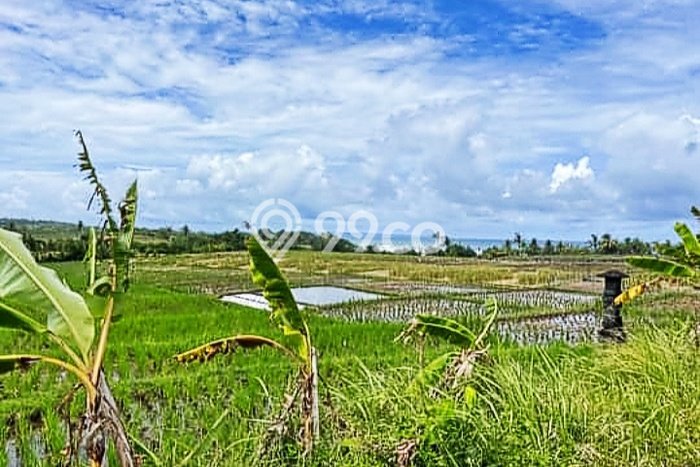 Tanah Siap Bangun Dijual di Tabanan Punya Luas 2175m2 Tanah Siap Bangun Dijual di Tabanan Punya Luas 2175m2