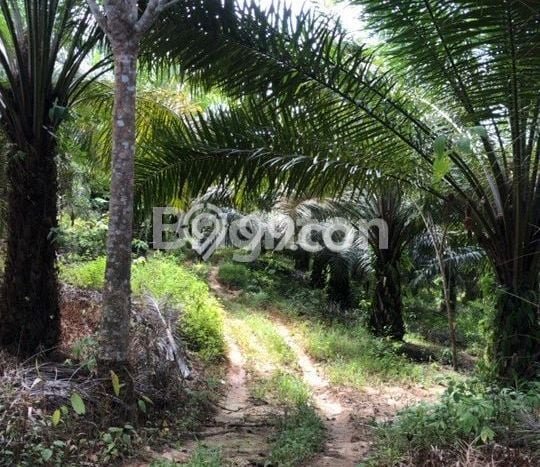 Tanah Strategis di Penajam, Luas 75000m2m², Akses Penajam, Penajam Paser Utara, Penajam Paser Utara Tanah Strategis di Penajam, Luas 75000m2m², Akses Penajam, Penajam Paser Utara, Penajam Paser Utara