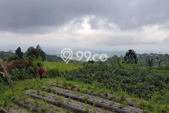 Tanah Kavling Dijual di Bedugul, Tabanan dengan Luas Tanah 1600m2 Tanah Kavling Dijual di Bedugul, Tabanan dengan Luas Tanah 1600m2