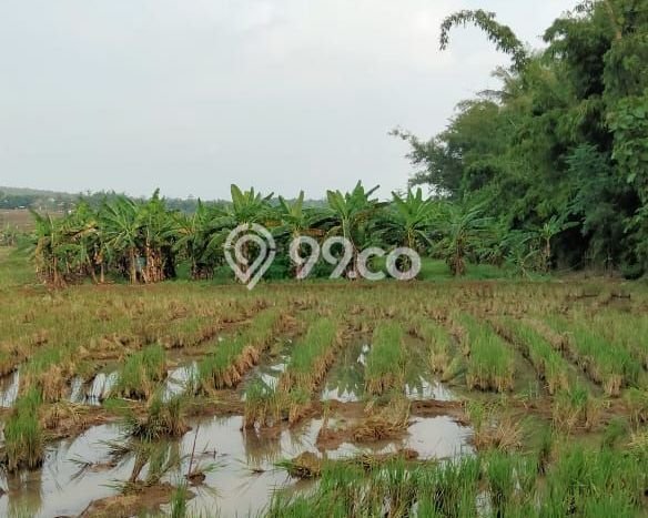 Tanah untuk Dijual di Ngaliyan Semarang Luas 1587m2 Tanah untuk Dijual di Ngaliyan Semarang Luas 1587m2