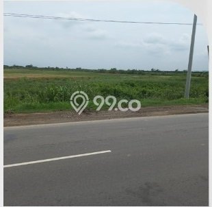 Tanah Kavling untuk Dijual di Kaliwungu Semarang 9505m2 Tanah Kavling untuk Dijual di Kaliwungu Semarang 9505m2
