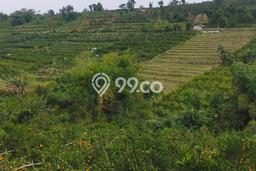 Jarang Ada! Tanah di Dau Punya Luas 2500m2 SHM Jarang Ada! Tanah di Dau Punya Luas 2500m2 SHM