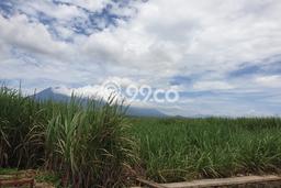 Tanah Dijual Lokasi Wagir, Malang dengan Luas Tanah 20000m2 dan Status SHM Tanah Dijual Lokasi Wagir, Malang dengan Luas Tanah 20000m2 dan Status SHM