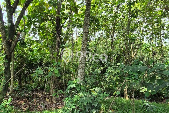 Kavling Tanah Dijual di Cisauk Tangerang Spesifikasi 8000m2 Kavling Tanah Dijual di Cisauk Tangerang Spesifikasi 8000m2